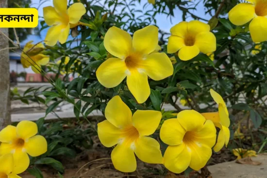 অলকনন্দা