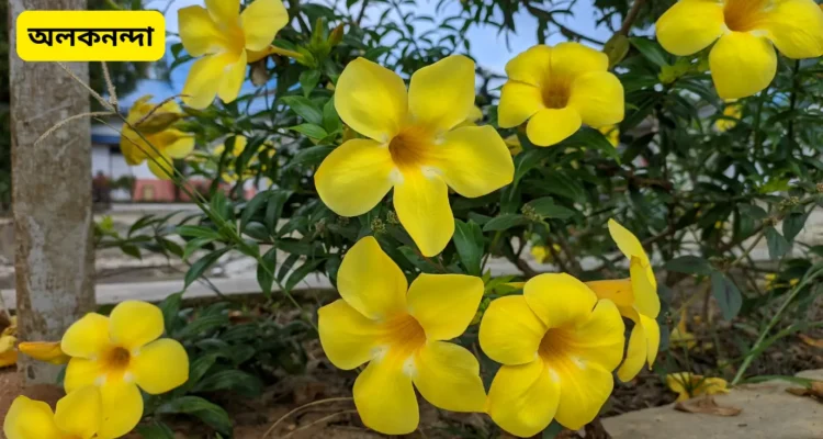 অলকনন্দা