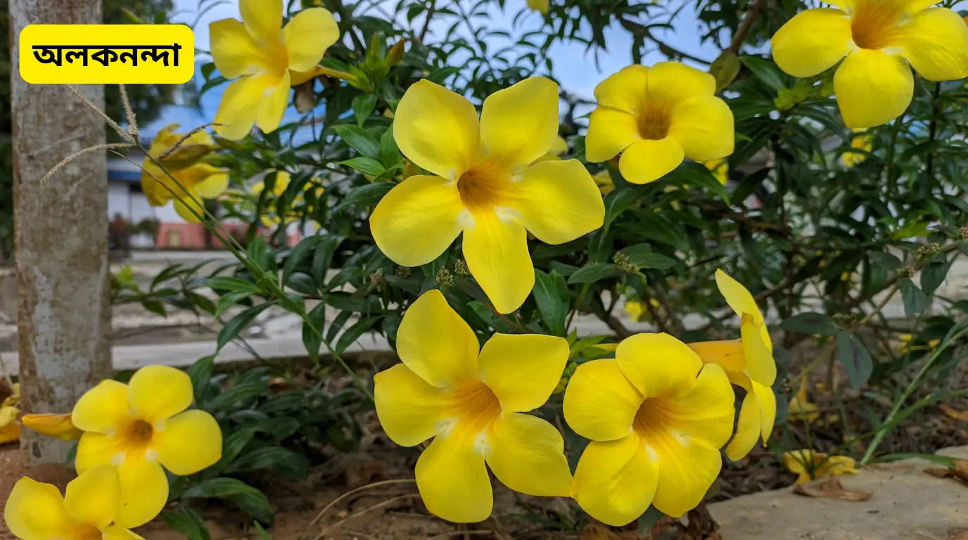 অলকনন্দা