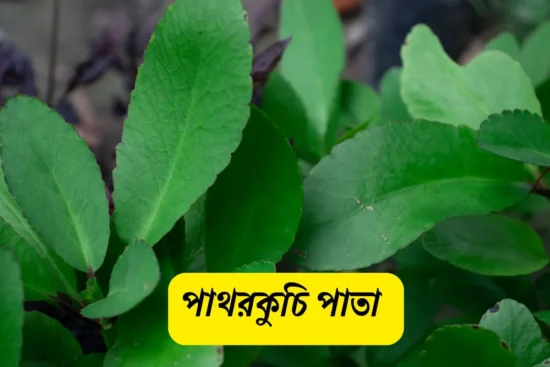 পাথরকুচি