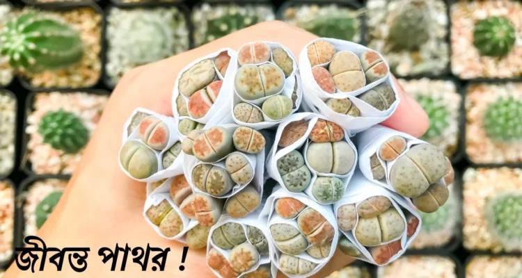 লিভিং স্টোন