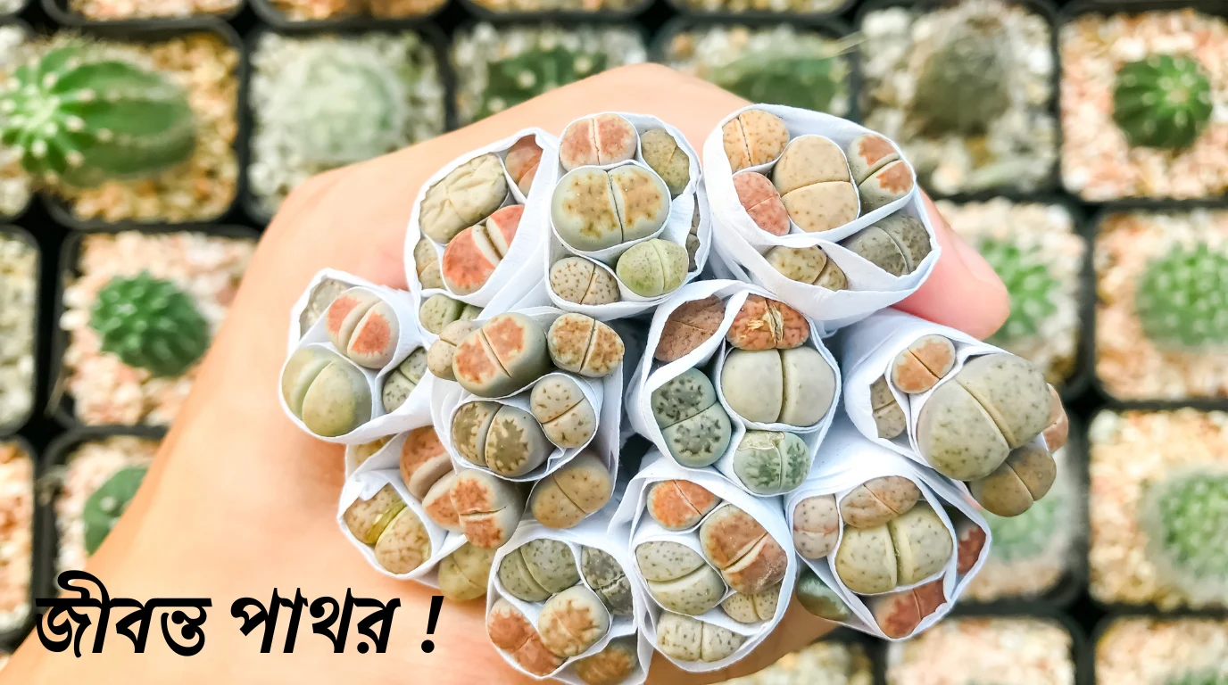 লিভিং স্টোন