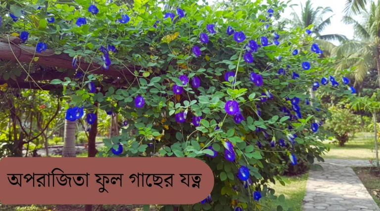 নীল অপরাজিতা ফুল এবং গাছের ছবি।