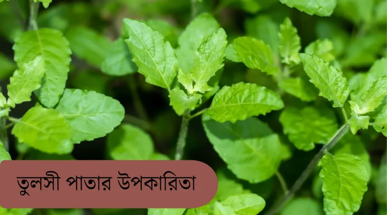 আপনার আর্টিকেলের ফিচারড ইমেজের জন্য একটি কার"সতেজ সবুজ তুলসী পাতা এবং এর ভেষজ ওষধি গুণাবলী । ১. **বর্ণনামূলক:** "একটি পাত্রে রাখা সতেজ তুলসী পাতা।"২. **তথ্যমূলক:** "তুলসী পাতার উপকারিতা ও ভেষজ গুণাগুণ নির্দেশক ছবি।"৩. **সংক্ষিপ্ত:** "ভেষজ গুণসম্পন্ন তুলসী পাতা।"**টিপস:** অল্ট টেক্সট সবসময় ছোট এবং ছবির বিষয়বস্তুর সাথে সামঞ্জস্যপূর্ণ রাখা ভালো।
