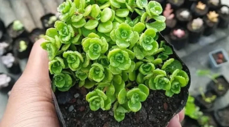 একটি টবে রাখা সতেজ ম্যাকুইন সাকুলেন্ট গাছ।ঘরের ভেতর সাজিয়ে রাখা সুন্দর ও সতেজ ম্যাকুইন সাকুলেন্ট।