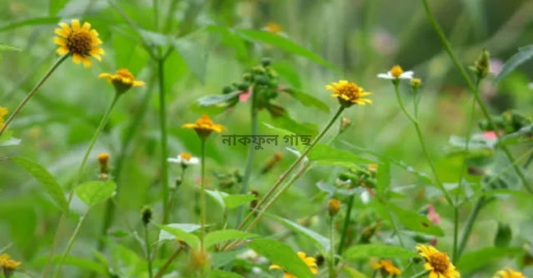 নামফুল বা নাকফুল গাছ চেনার উপায় ও চাষ পদ্ধতি