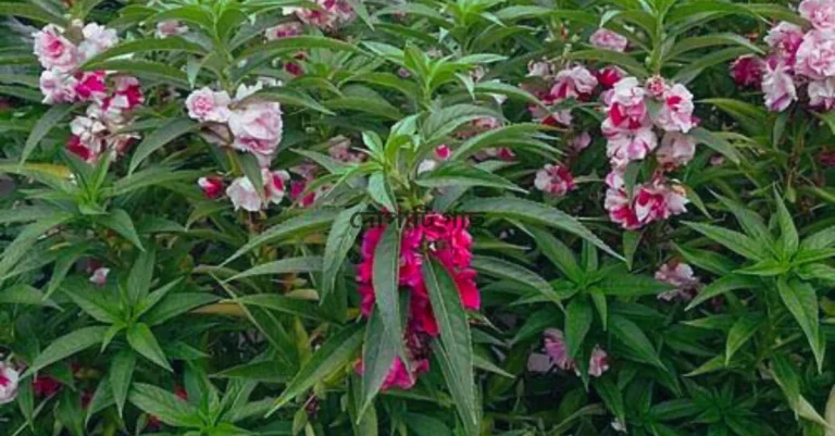 দোপাটি ফুল চাষ ও পরিচর্যা