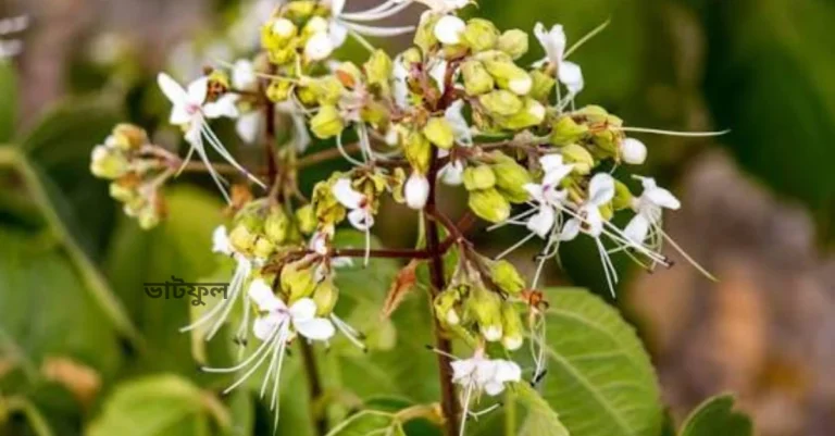 সবুজ পাতার মাঝে একগুচ্ছ সাদা ভাটফুল বা ঘেঁটু ফুল।