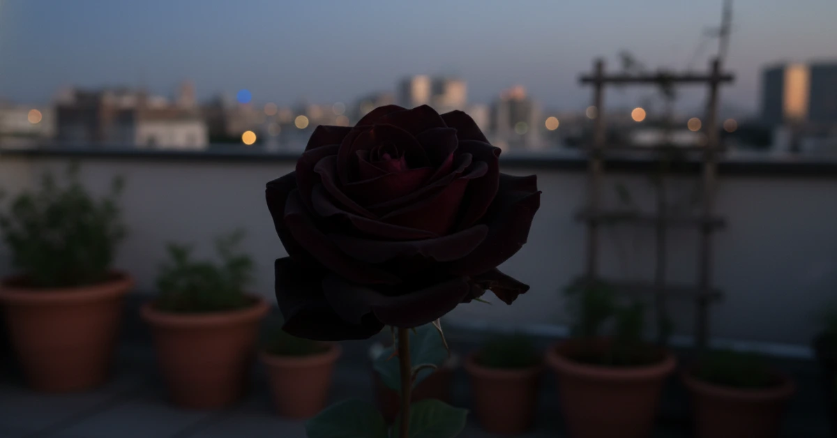 কালো গোলাপ কি আসলেই হয়? গোপন রহস্য ও বাস্তবতা