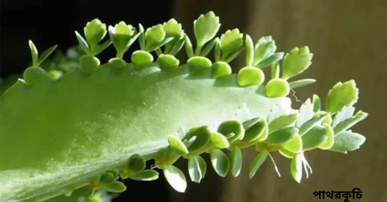 পাথরকুচি পাতা: কিডনি পাথরের যম এবং হাজারো গুণের জাদুকরী উদ্ভিদ