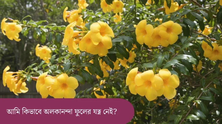 **"ছাদ বাগানের টবে ফুটে থাকা হলুদ অলকানন্দা ফুল - অলকানন্দা ফুল গাছের যত্ন ও পরিচর্যা: ছাদ বাগানের পূর্ণাঙ্গ গাইড।"**