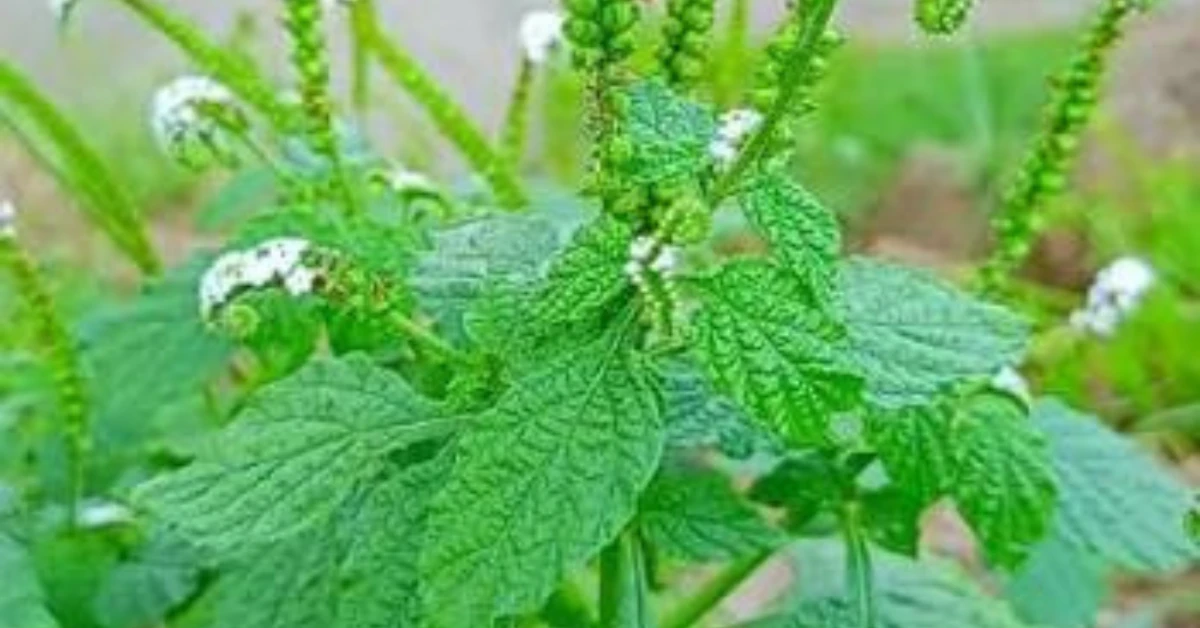 হাতিগুঁড় গাছ: রাস্তার ধারের অবহেলিত এই উদ্ভিদের জাদুকরী ভেষজ গুণ ও ব্যবহার