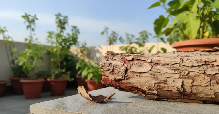 ছাদবাগানে ঔষধি গাছ: অর্জুন গাছের ছাল এর উপকারিতা ও সঠিক ব্যবহার